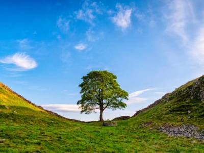 Iconic Northumberland landmark, The Sycamore Gap, has been destroyed. Vandalism believed to be the cause.